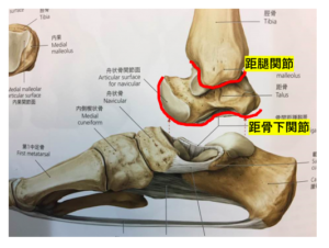 後足部の構造 日本慢性痛改善協会